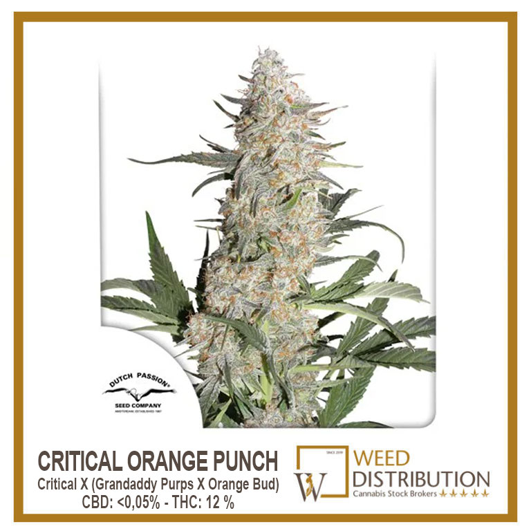 Critical Orange Punch - Weed Distribution